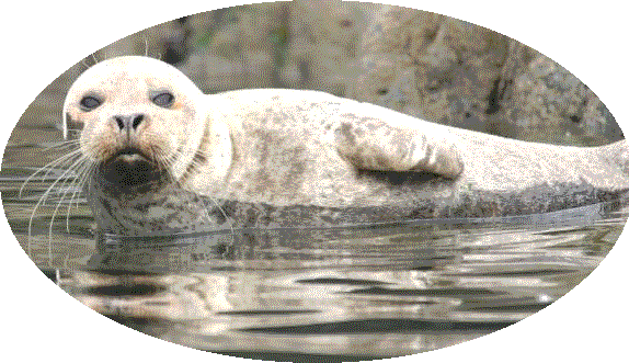 seal---oval-transparent-3.gif
