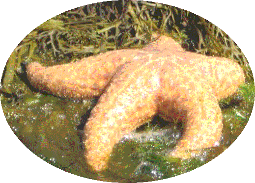star-fish---oval-transparen.gif